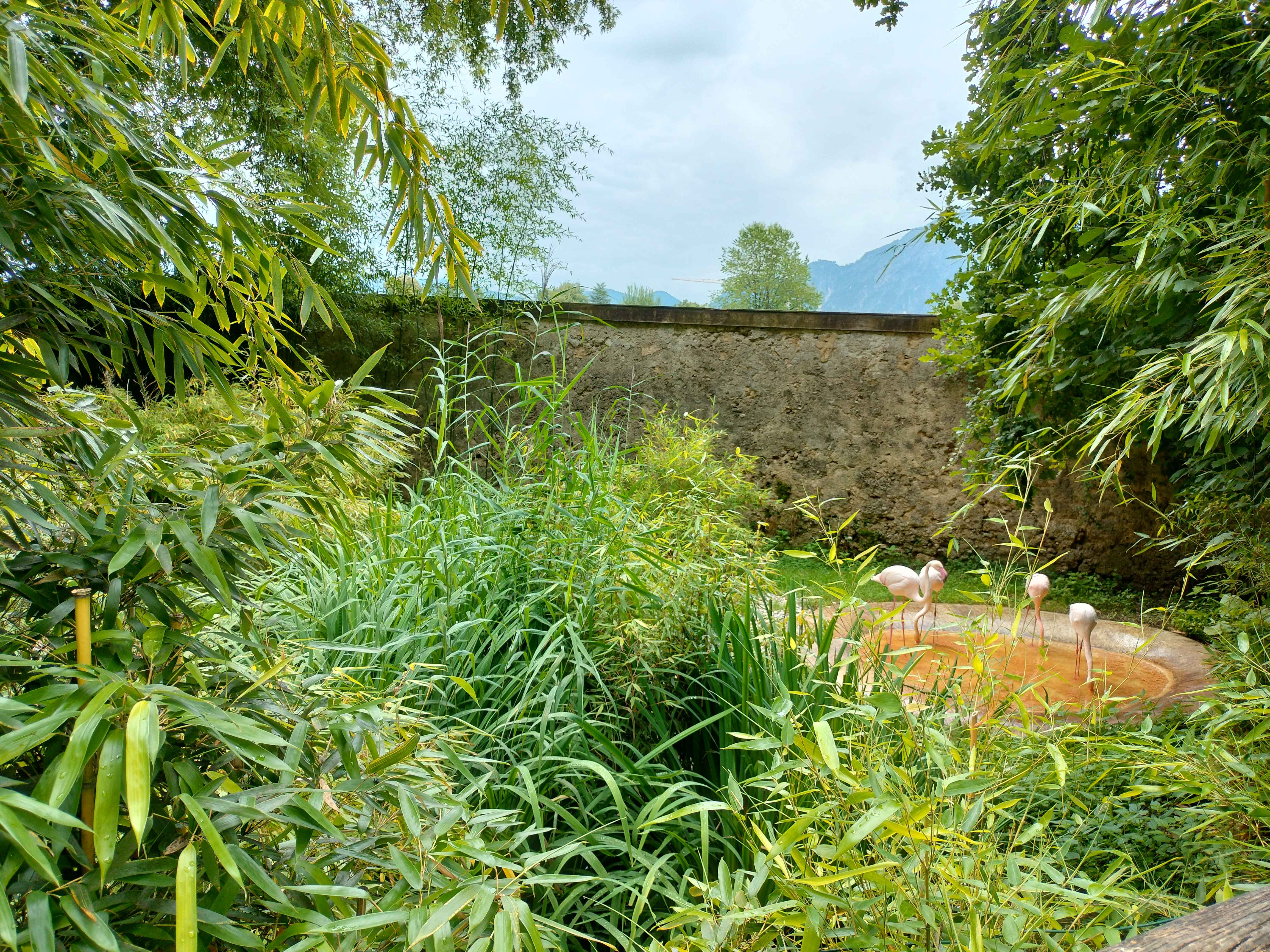 Jungle Scenery 3